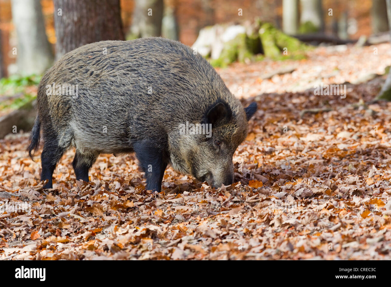 Wild boar (Sus scrofa), Vulkaneifel wildlife park, Rhineland-Palatinate, Germany, Europe Stock Photo