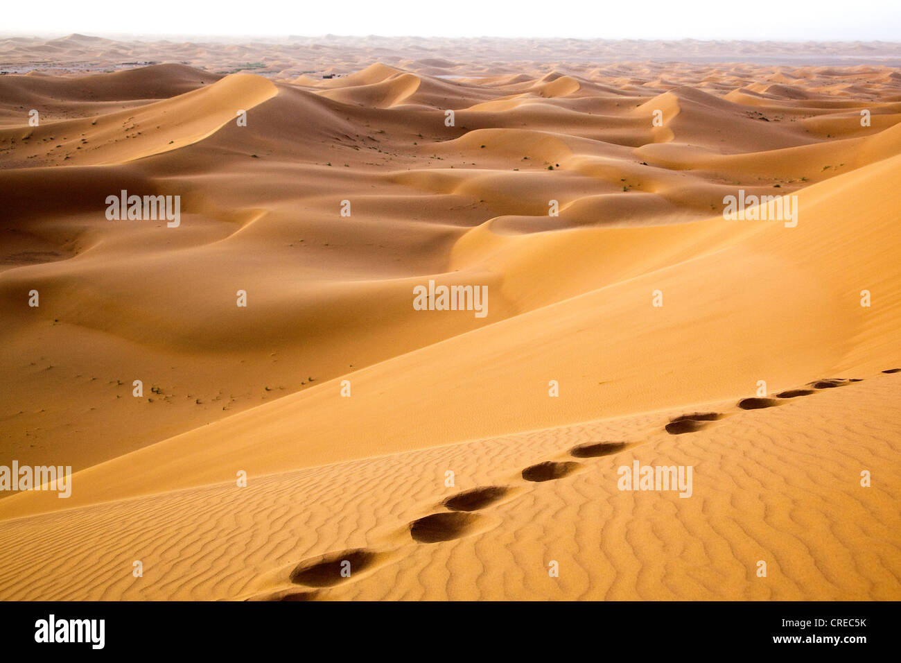 Dunes, Erg Chegaga region, Sahara desert near Mhamid, Morocco, Africa Stock Photo