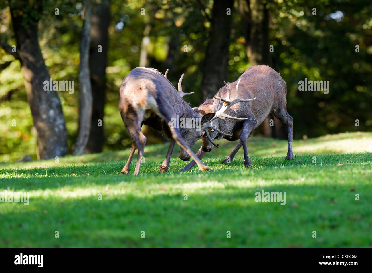 Red deer (Cervus elaphus), fighting stags, rutting, compound, Wildpark Vulkaneifel deer park, Rhineland-Palatinate Stock Photo