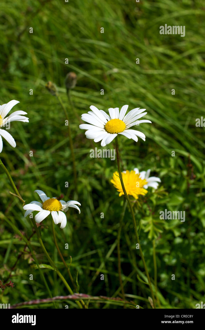 Closeup of four flowering Daisies growing wild in a field in Surrey in