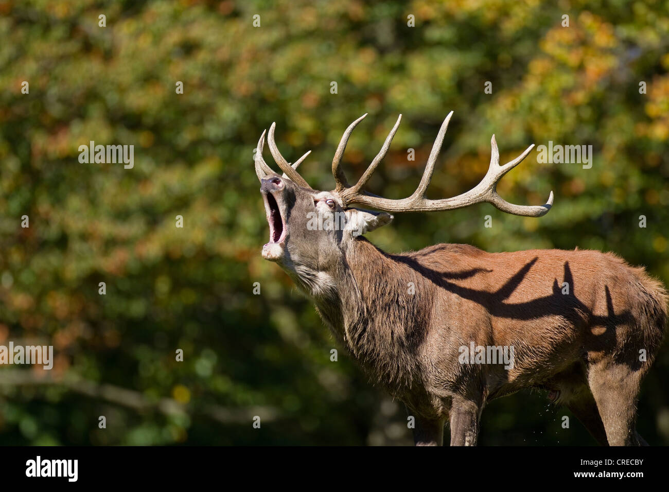 Red deer (Cervus elaphus), bugling stag, rutting, Wildpark Vulkaneifel deer park, Rhineland-Palatinate, Germany, Europe Stock Photo