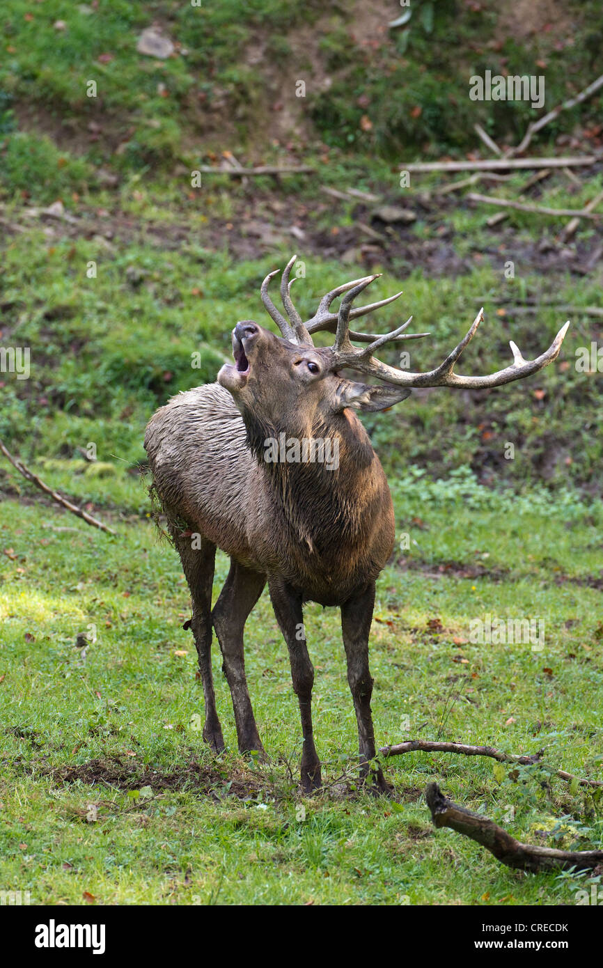 Red deer (Cervus elaphus), stag bugling, Wildpark Daun deer park, Rhineland-Palatinate, Germany, Europe Stock Photo
