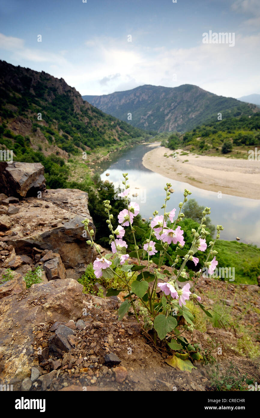 gay mallow (Lavatera thuringiaca), blooming at Arda River, Bulgaria, Ost-Rodopen, NSG Kovan Kaja, Madzarovo Stock Photo