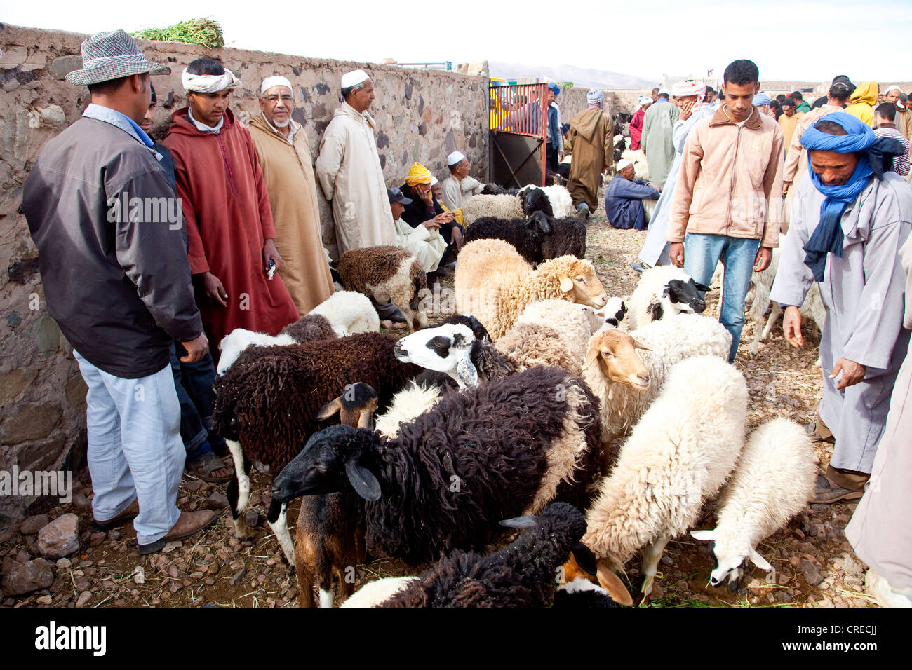 Men wearing Djellabas, traditional robes, and sheep on the animal market in Tinezouline, Draa valley, Morocco, Africa Stock Photo