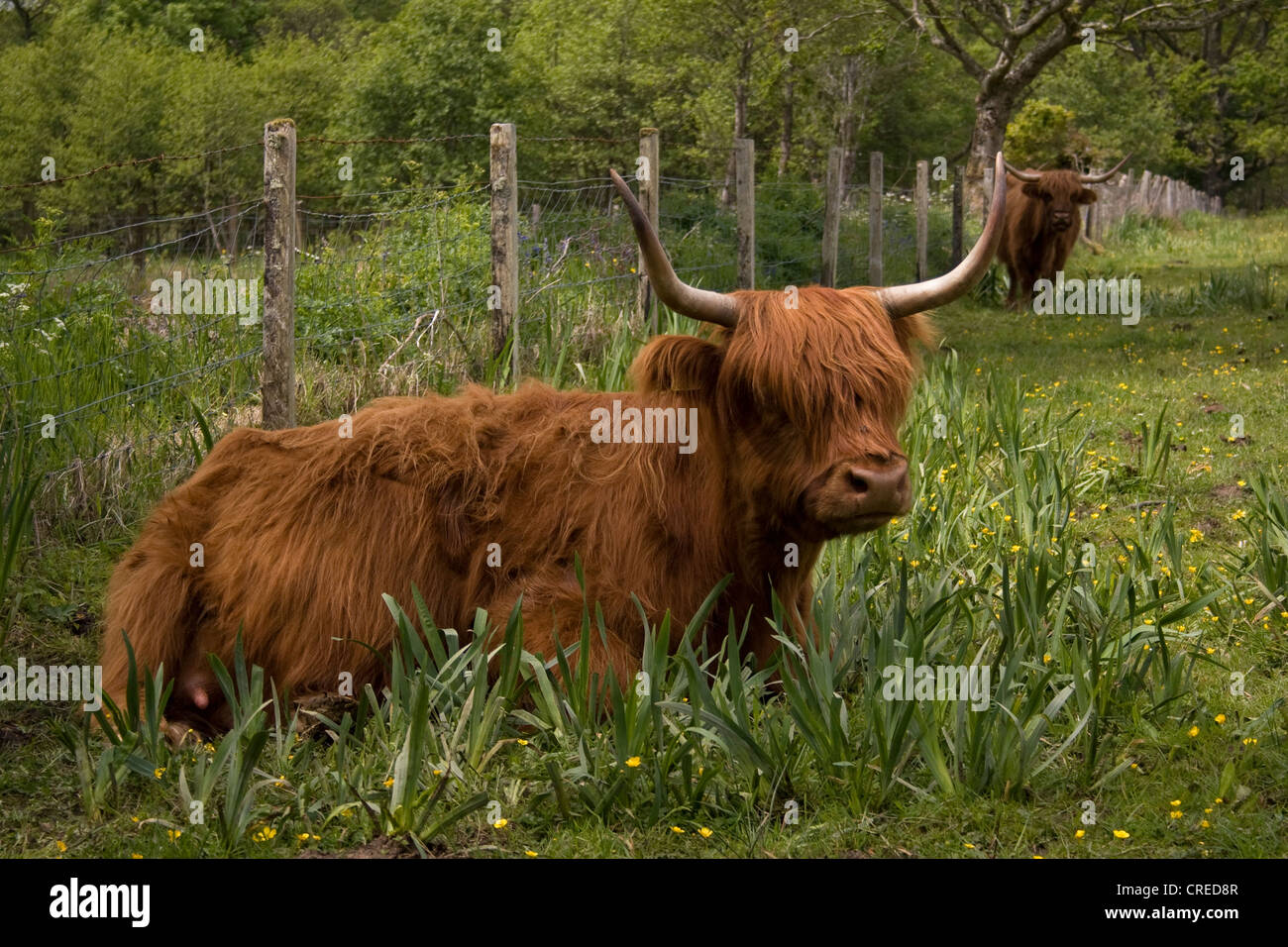 Highland Cows in a field in Appin, Scotland. Stock Photo