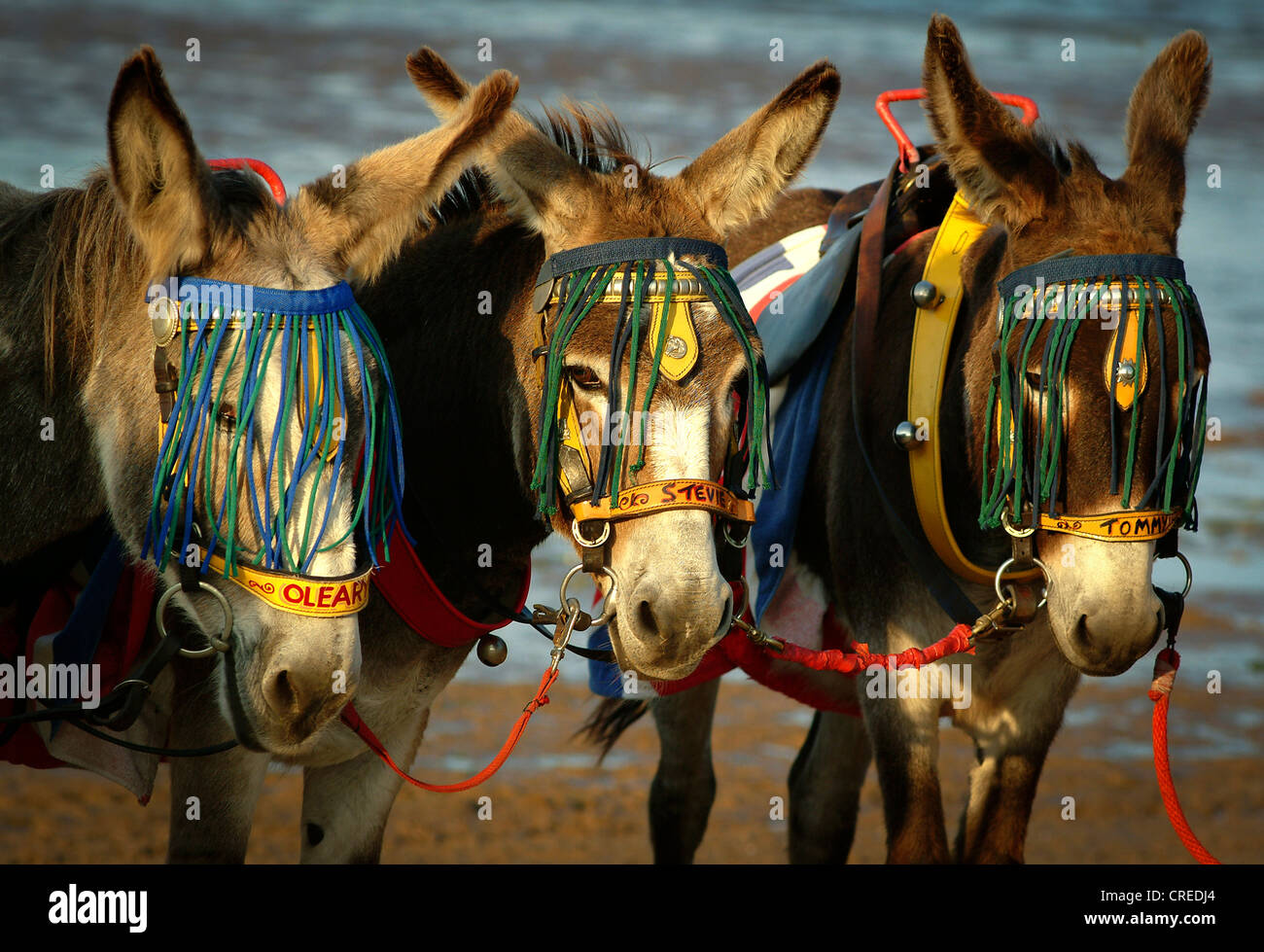 Cleethorpes Donkey High Resolution Stock Photography and Images Alamy