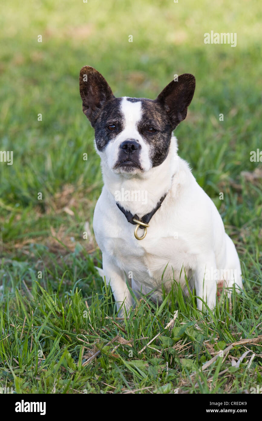 jack russell french bulldog mix puppies for sale