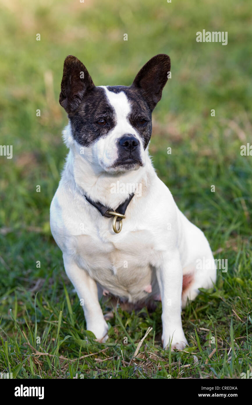 jack russell terrier french bulldog mix