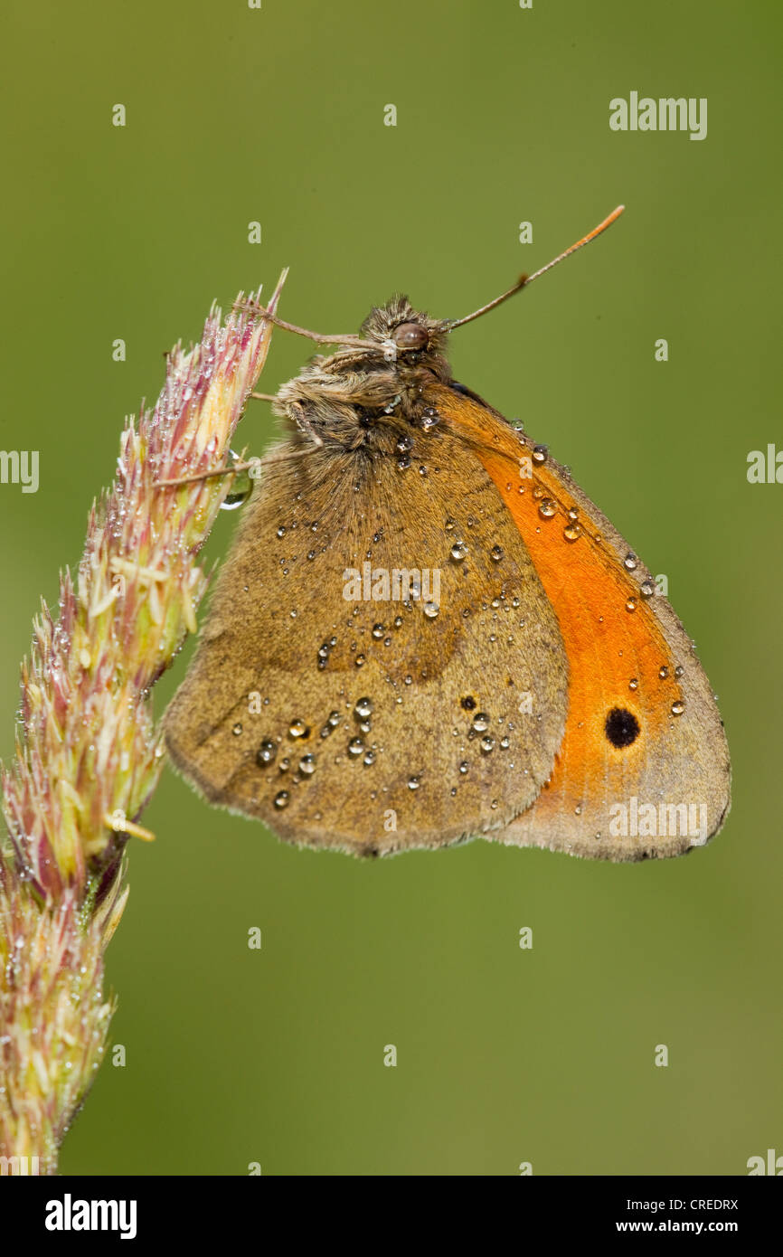 Large Heath or Common Ringlet butterfly (Coenonympha Tullia) Stock Photo