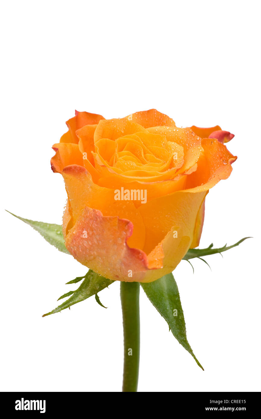 Water drops single rose hi-res stock photography and images - Alamy