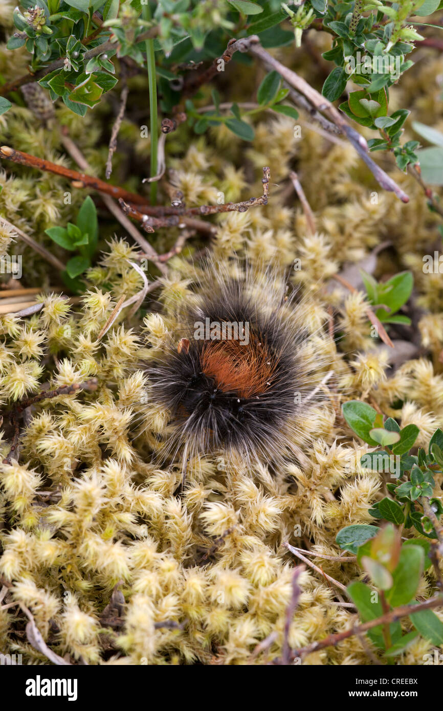 Tiger moth caterpillar hi-res stock photography and images - Alamy