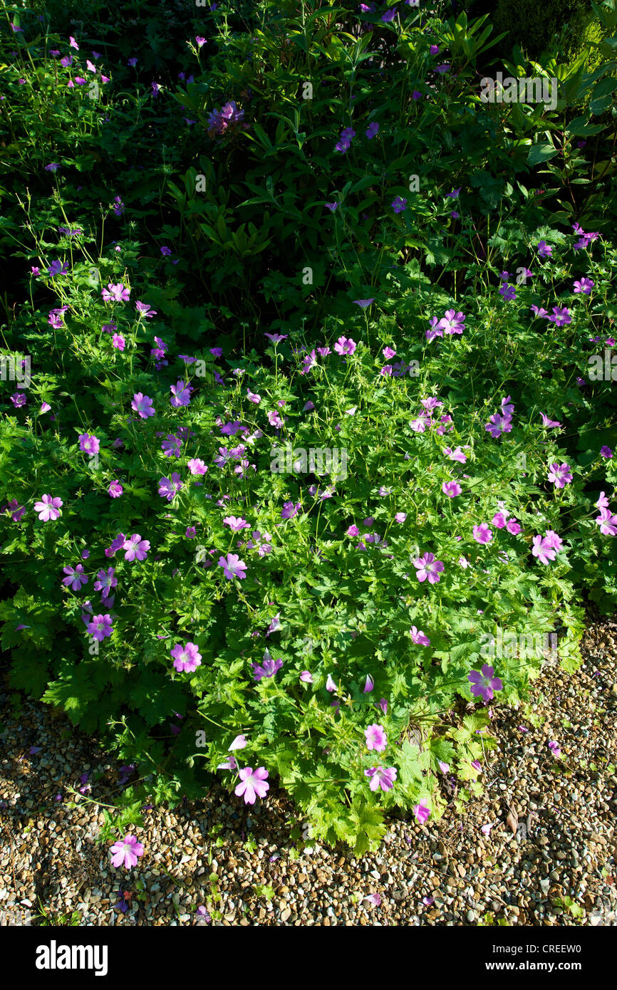 Mauve Geranium Cranesbill Gerwat Rozanne flowering in a Surrey gravel garden border on a June morning Stock Photo