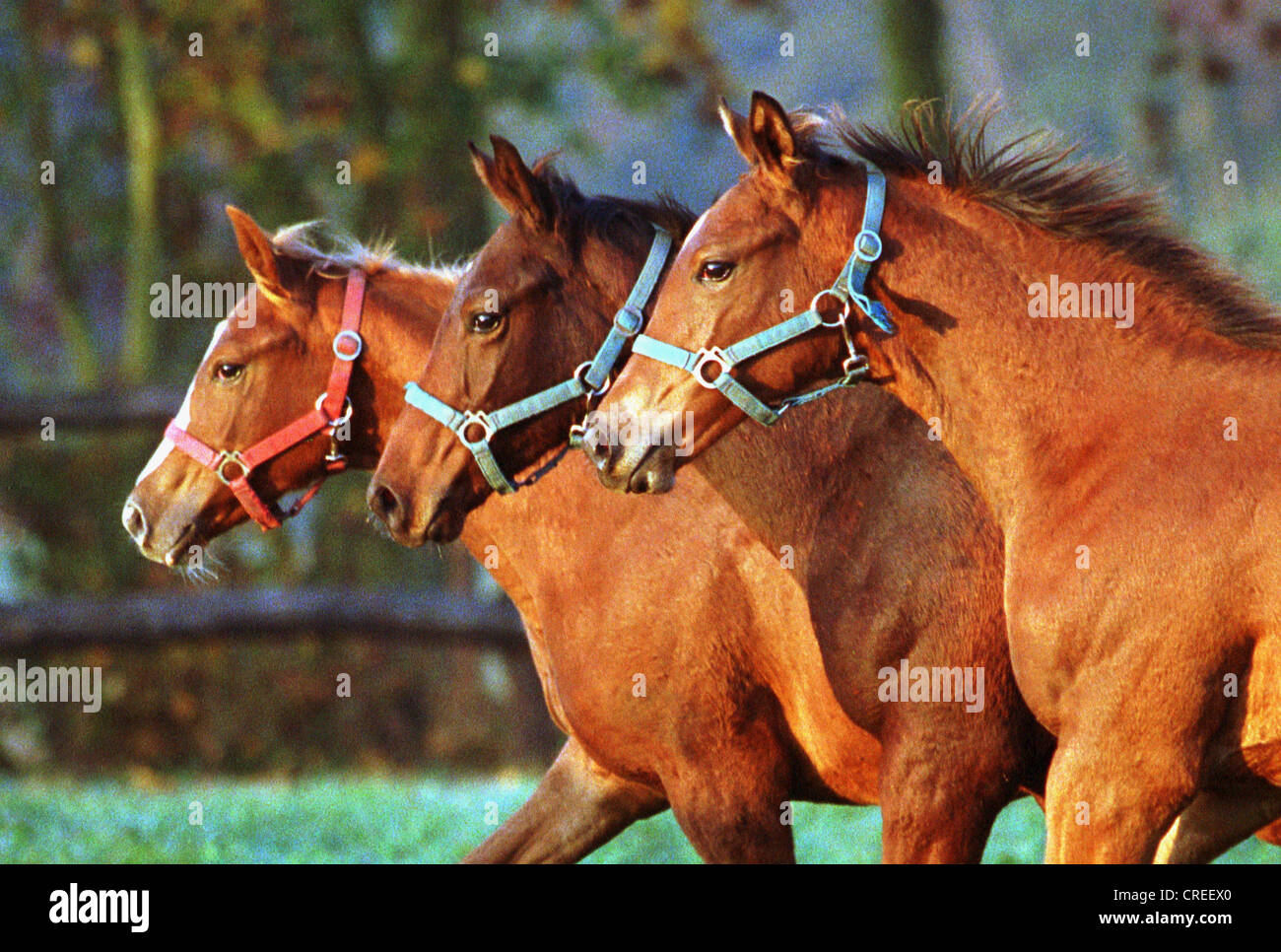 Horses in the paddock at full gallop, Görlsdorf, Germany Stock Photo