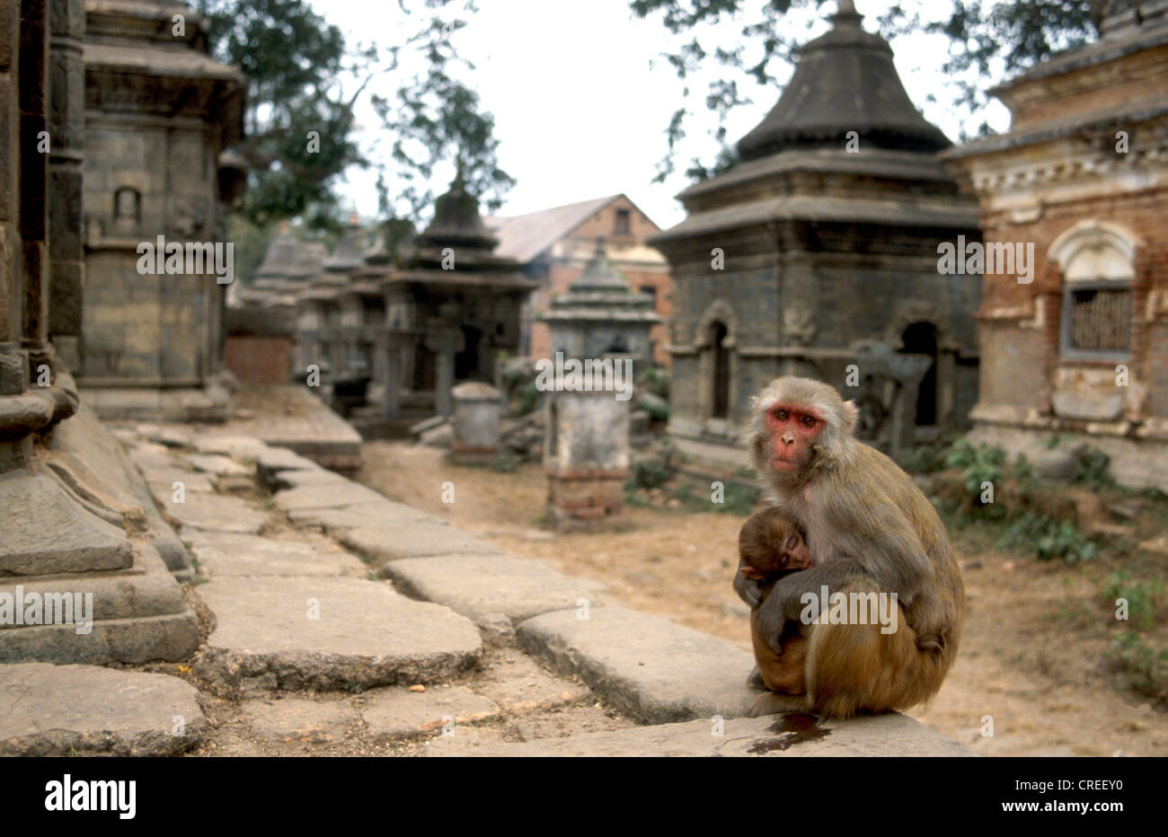 Monkey in Kathmandu, Nepal Stock Photo