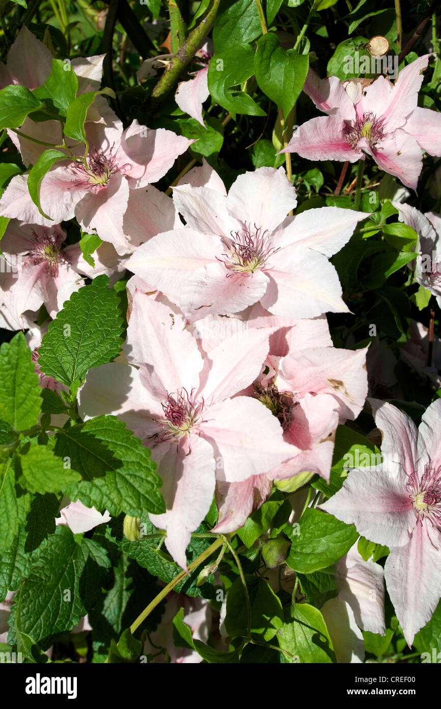 Closeup of Clematis Pink Fantasy deciduous climber flowering in a