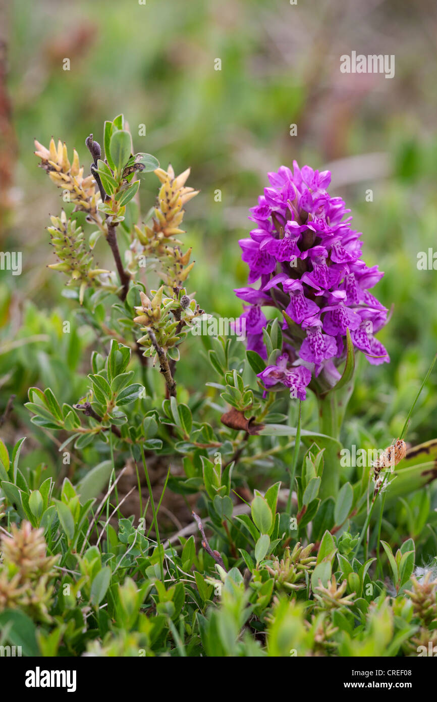 Early Marsh Orchid Dactylorhiza incarnata growing with Creeping Willow Salix repens Stock Photo