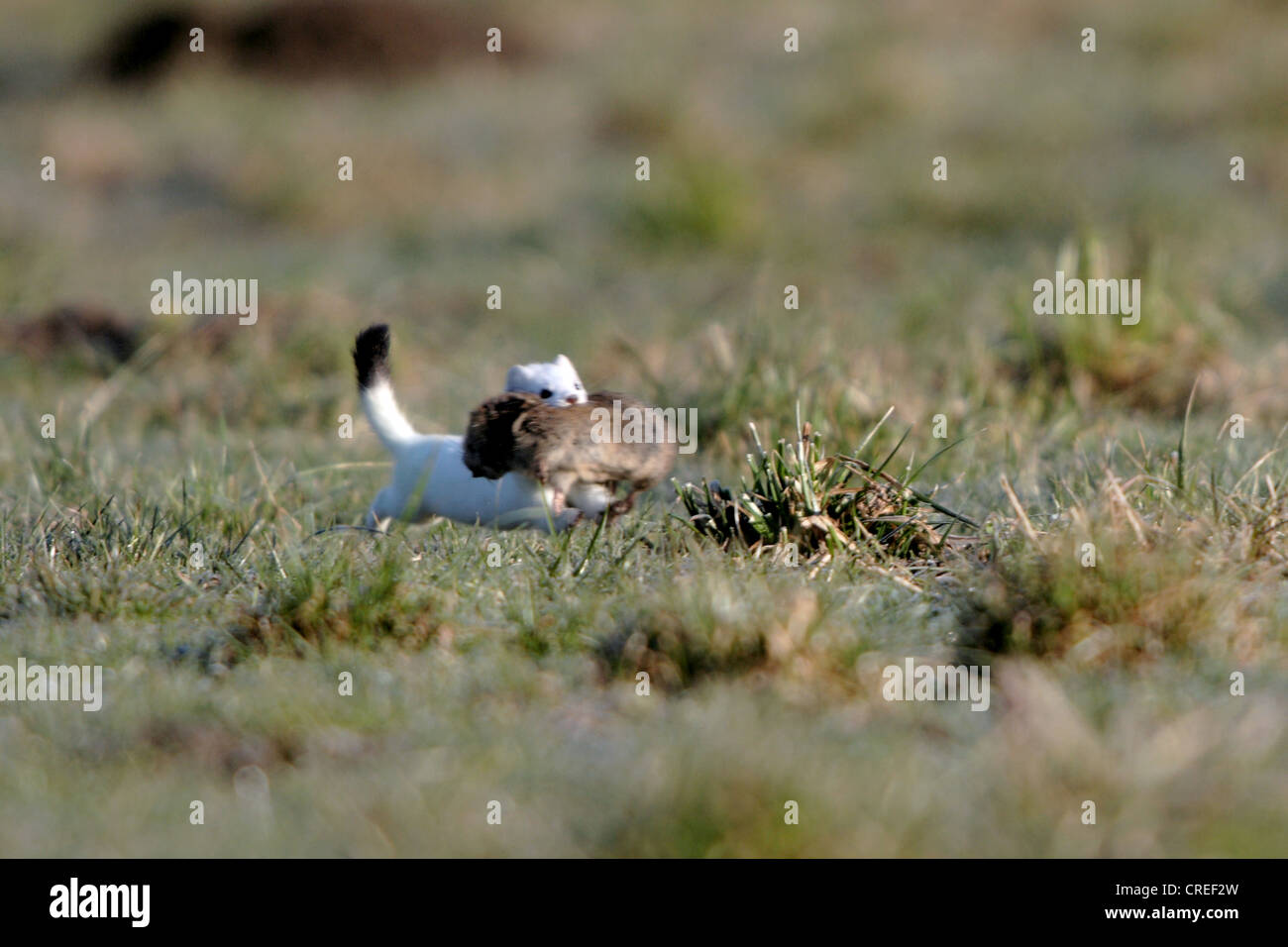 ermine, stoat (Mustela erminea), running over meadow with catched vole in the mouth, Germany, Bavaria Stock Photo