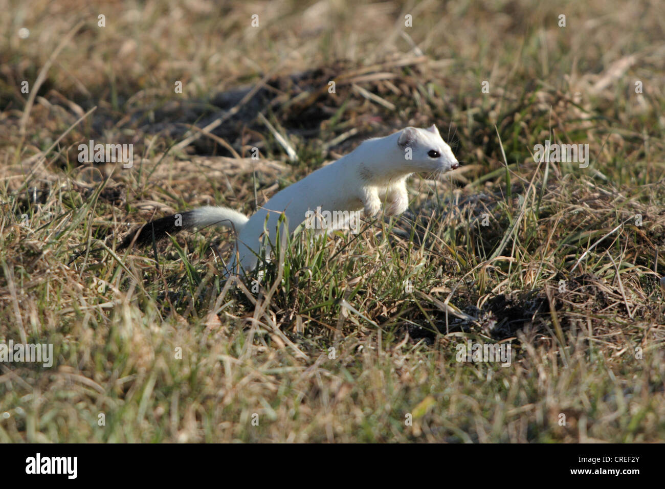 Ermine stoat mustela erminea jumping hi-res stock photography and images -  Alamy