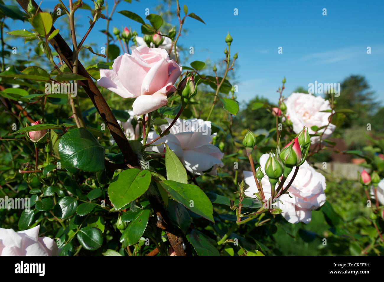 Clear blue rosa hotsell
