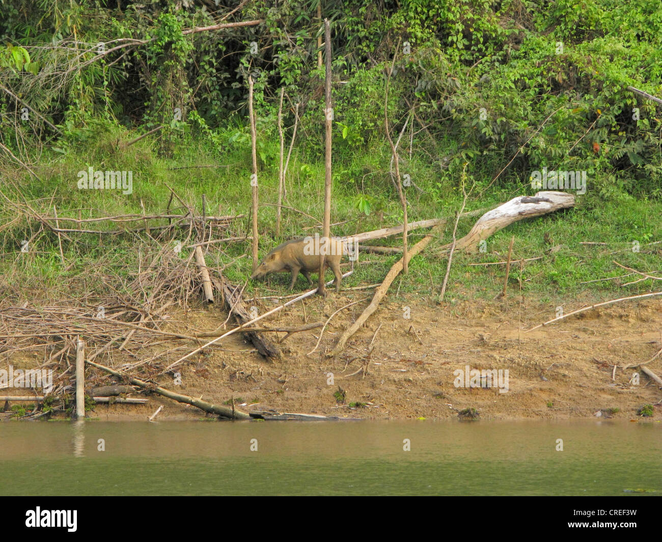 Andaman wild pig (Sus scrofa andamanensis, Sus andamanensis), at lake shore at the edge of tropical rain forest, Thailand, Phuket, Khao Sok NP Stock Photo