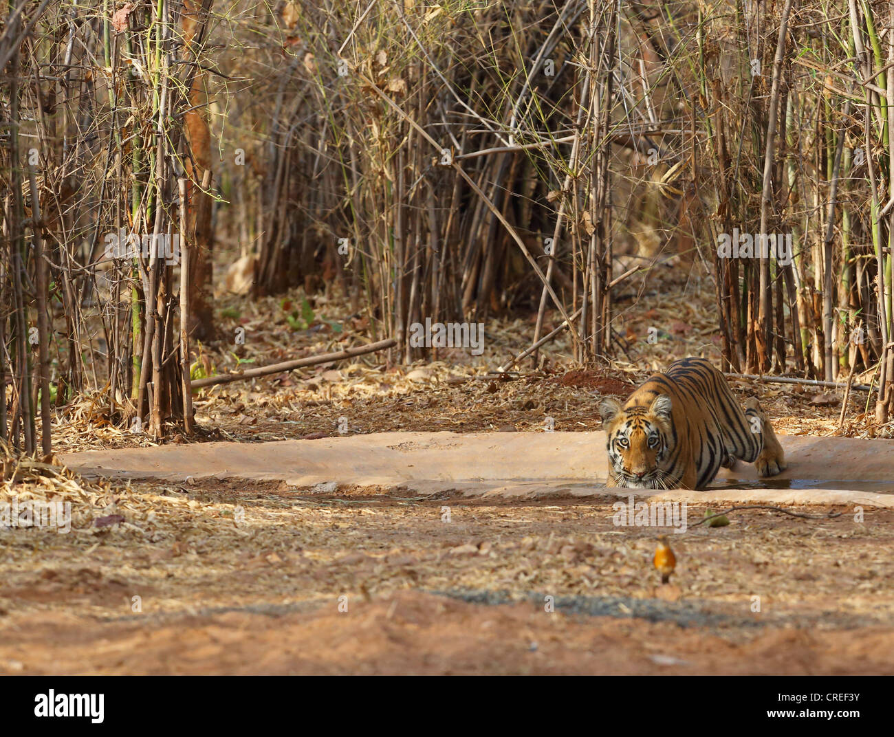 Tiger cub cooling off in waterhole and staring at photographer in Tadoba jungle, India. Stock Photo