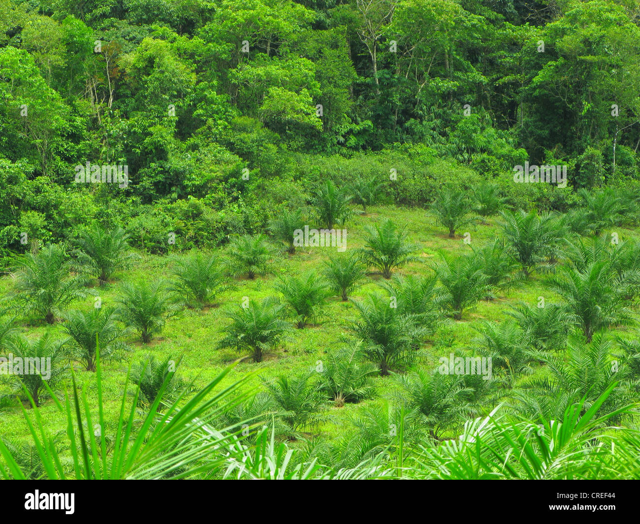 oil palm (Elaeis guineensis), plantation next to tropical rain forest, Thailand, Phuket Stock Photo