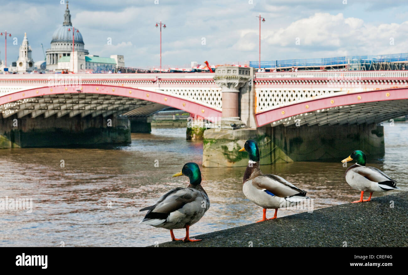 Three mallard ducks by the River Thames at Blackfriars Bridge City of London with St Paul's cathedral in background Stock Photo