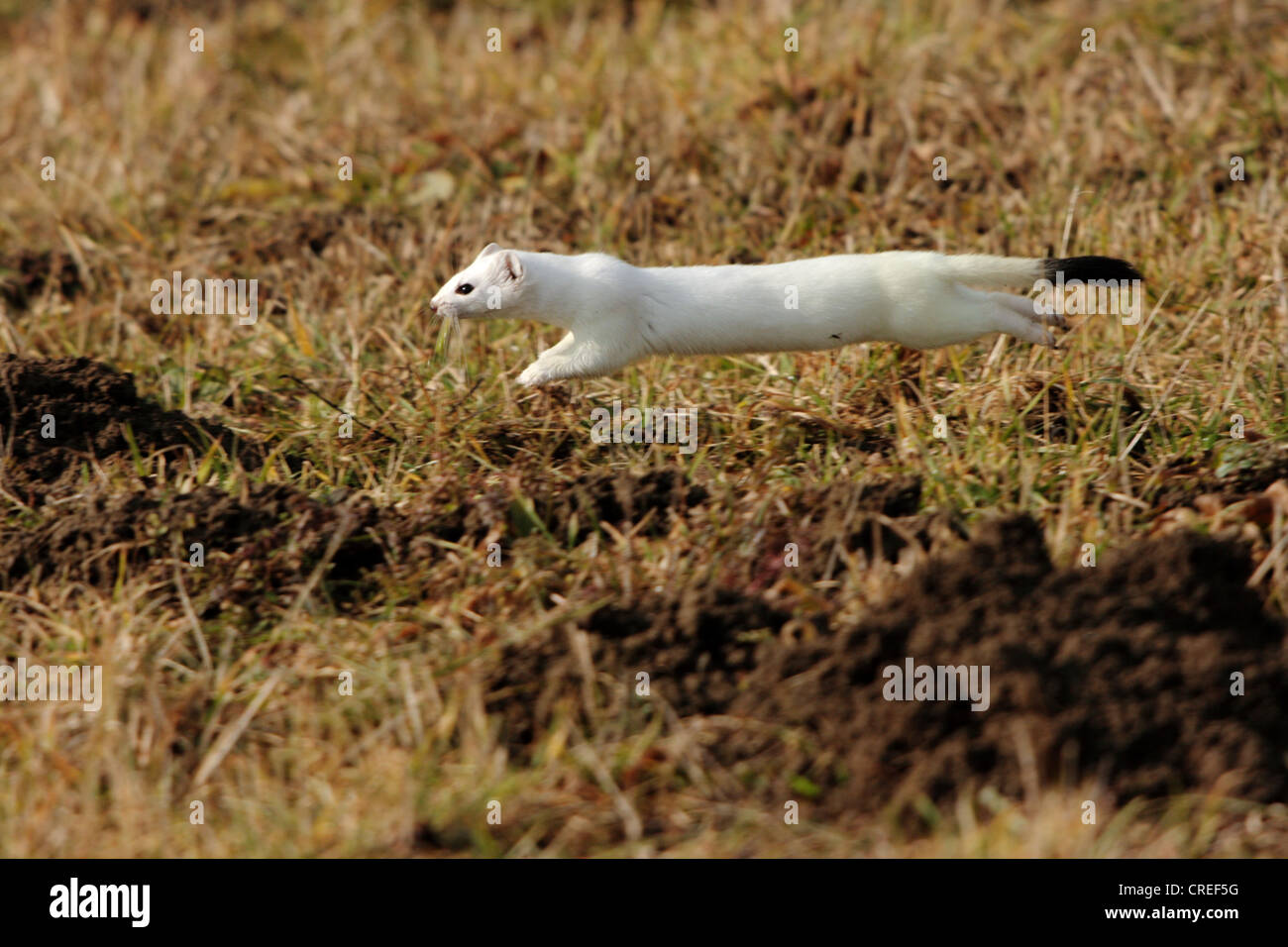 ermine, stoat (Mustela erminea), winter fur , jumping on a meadow, Germany, Bavaria Stock Photo