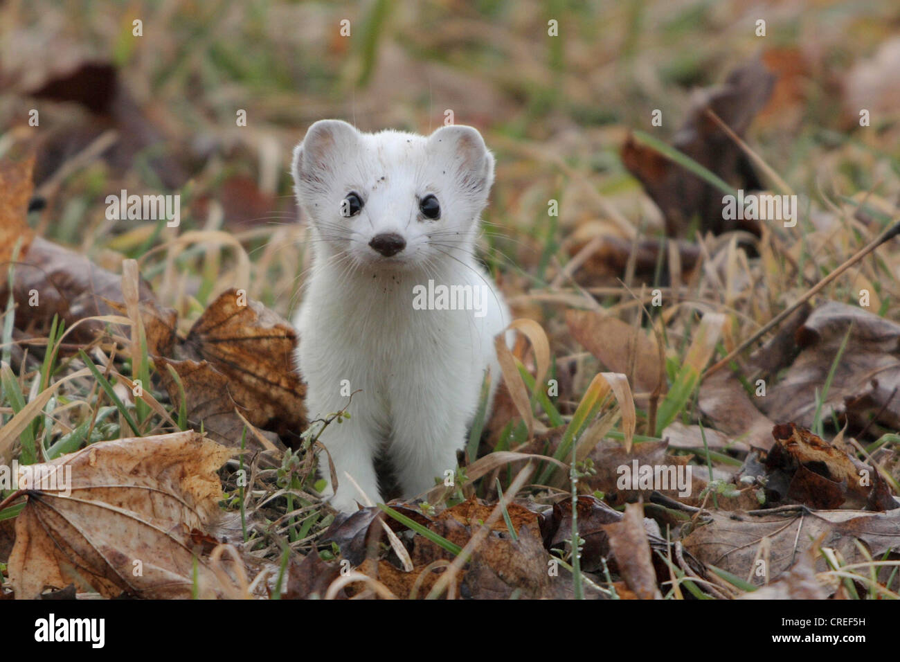 ermine, stoat (Mustela erminea), winter fur, between autumn leaves, Germany, Bavaria Stock Photo