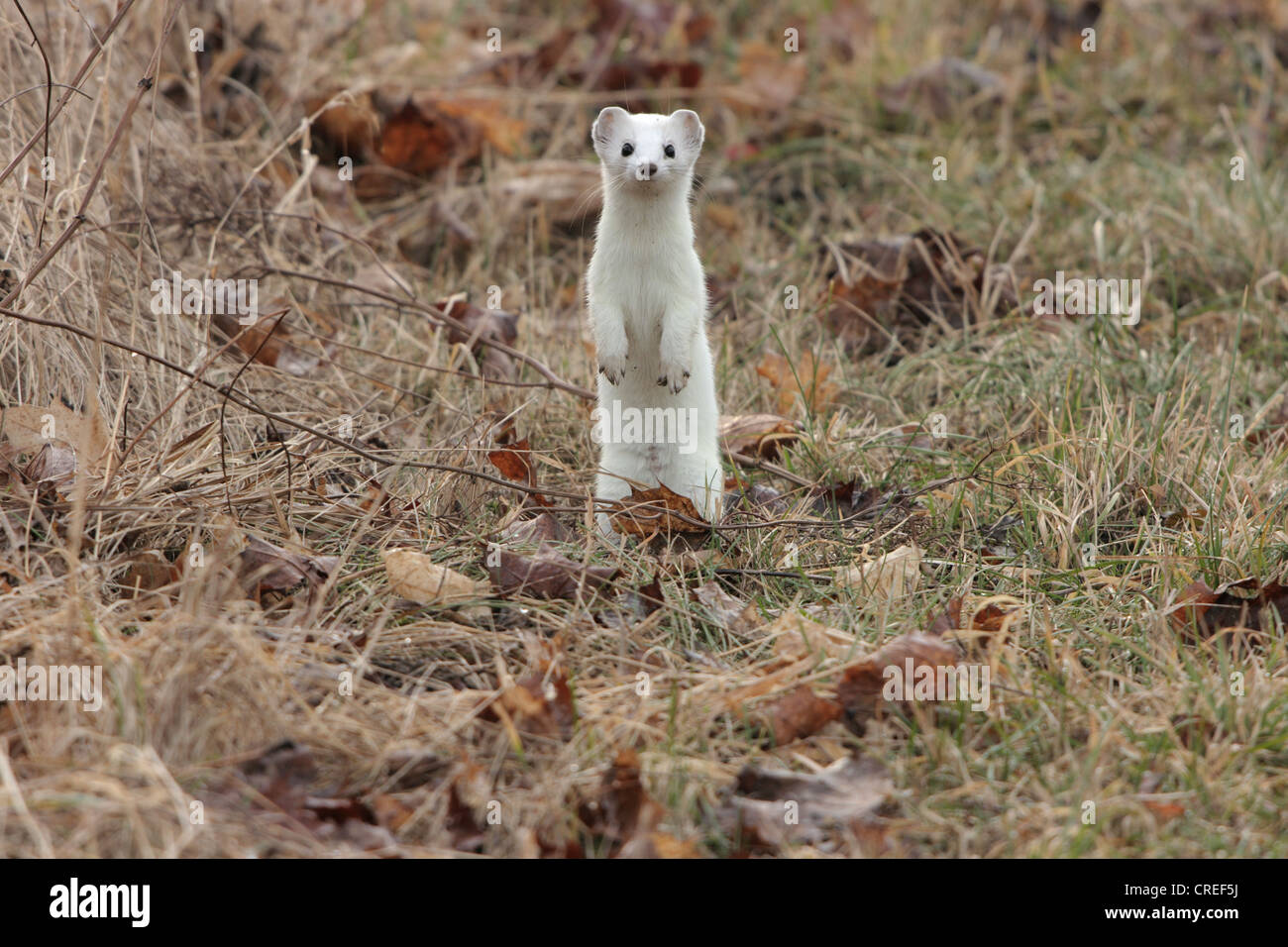 ermine, stoat (Mustela erminea), winter fur, standing up right, Germany, Bavaria Stock Photo