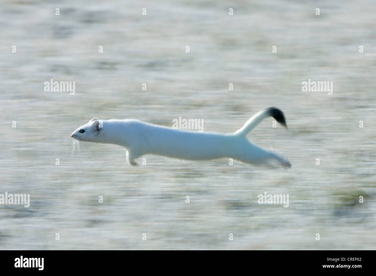 ermine, stoat (Mustela erminea), running over a meadow with hoar frost, winter fur, Germany, Bavaria Stock Photo