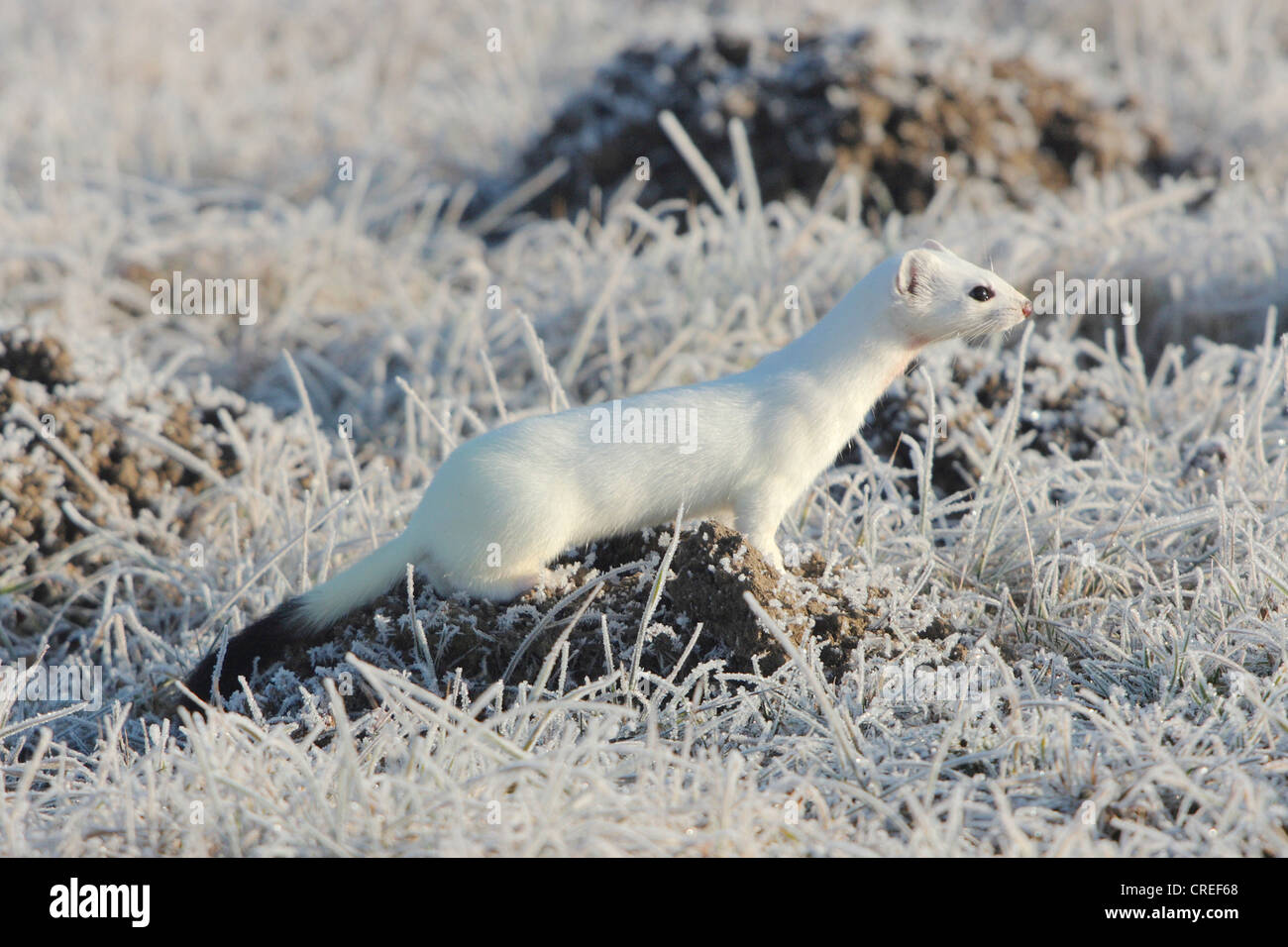 ermine, stoat (Mustela erminea), on a meadow with hoar frost, winter fur, Germany, Bavaria Stock Photo