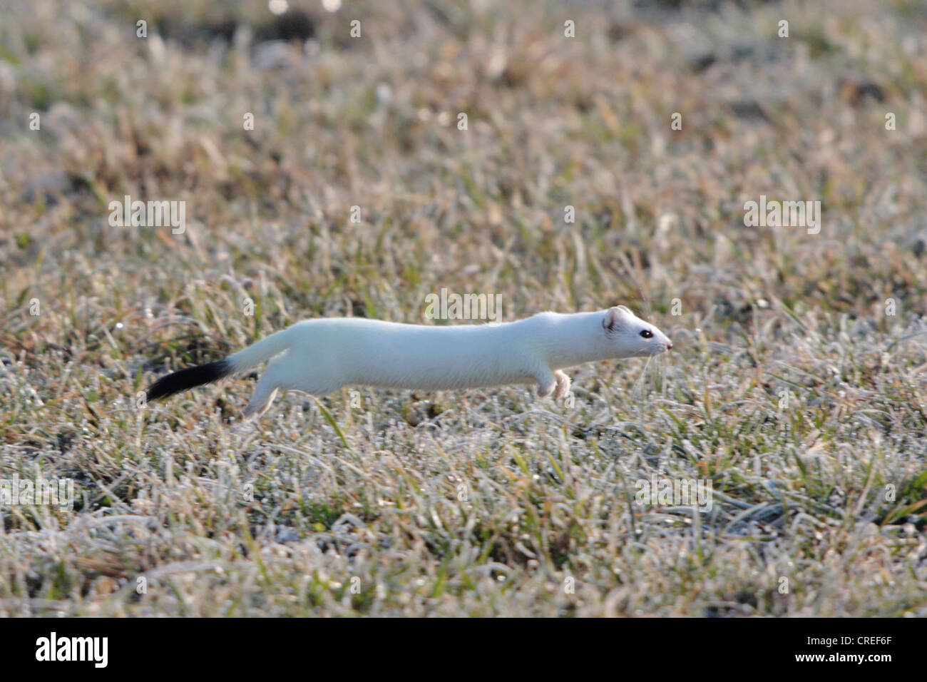 ermine, stoat (Mustela erminea), running on a meadow with hoar frost, winter fur, Germany, Bavaria Stock Photo