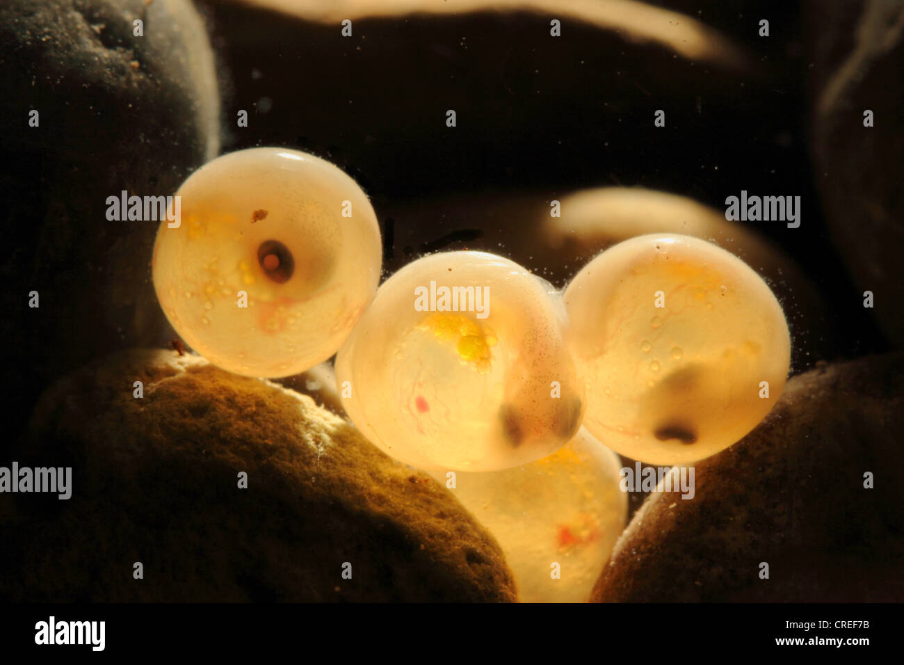 Fish eggs river hires stock photography and images Alamy