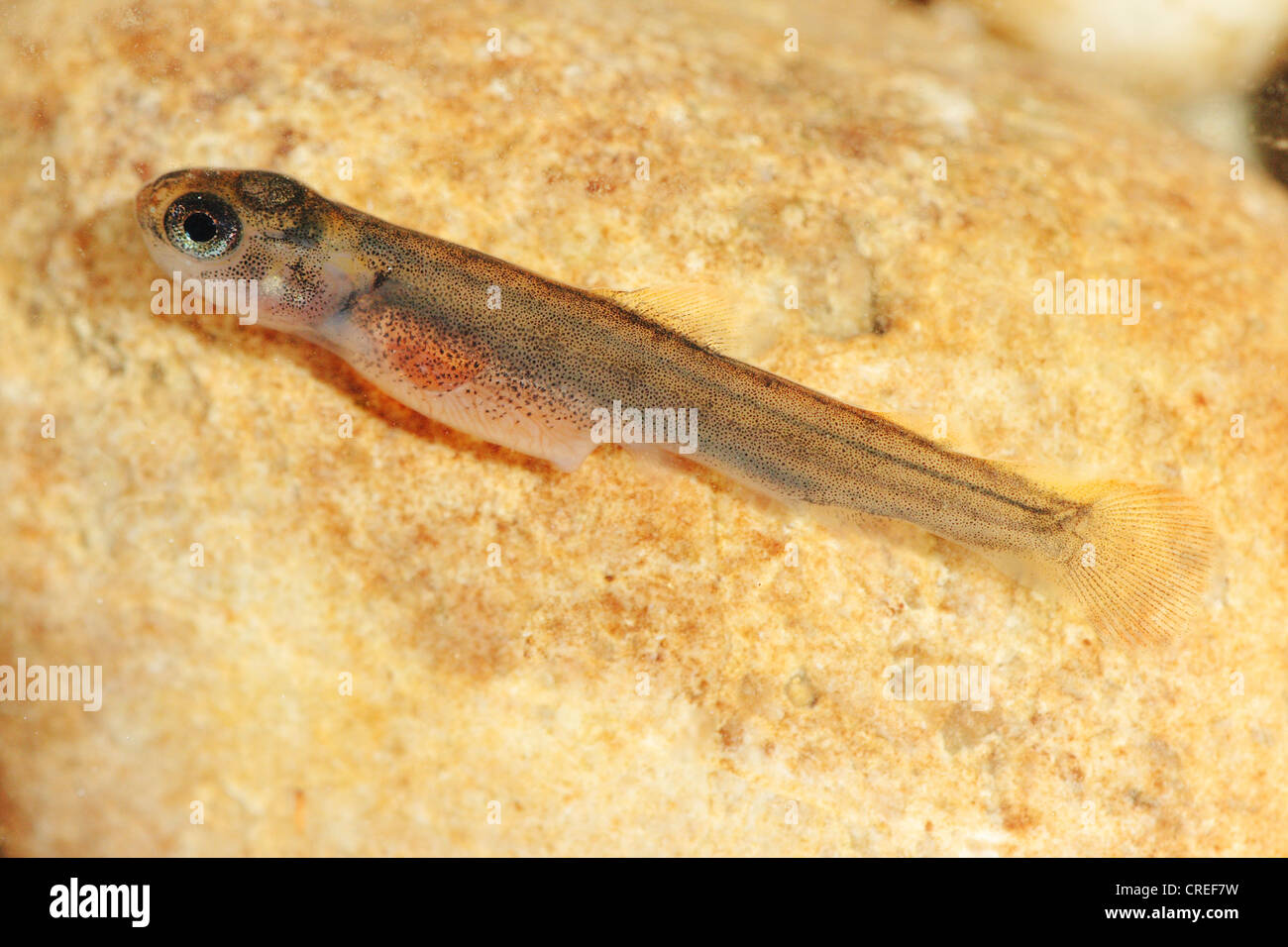 brown trout, river trout, brook trout (Salmo trutta fario), juvenile of