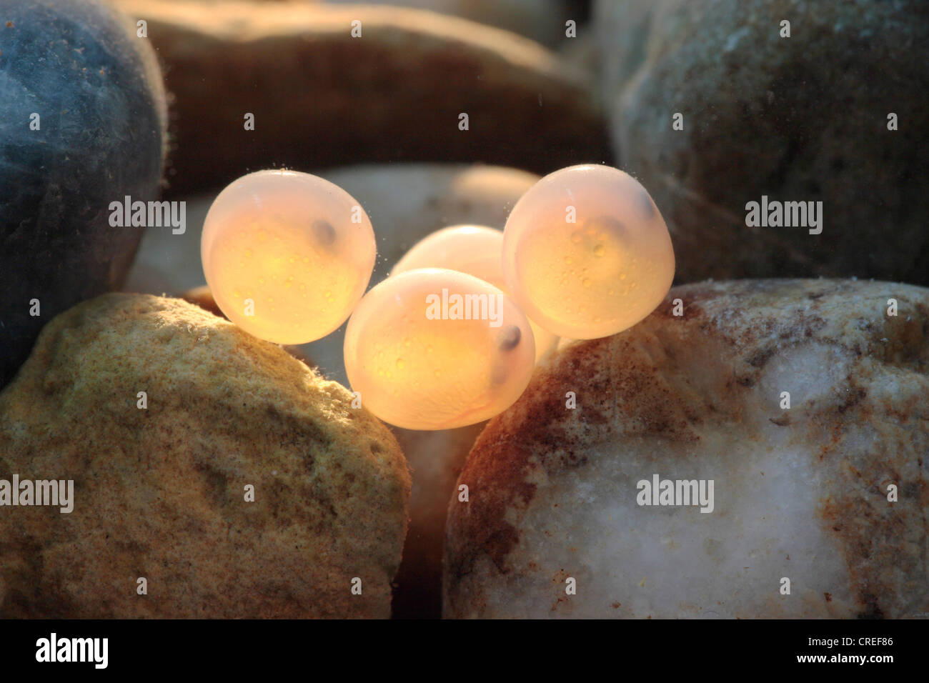 Fish eggs river hires stock photography and images Alamy