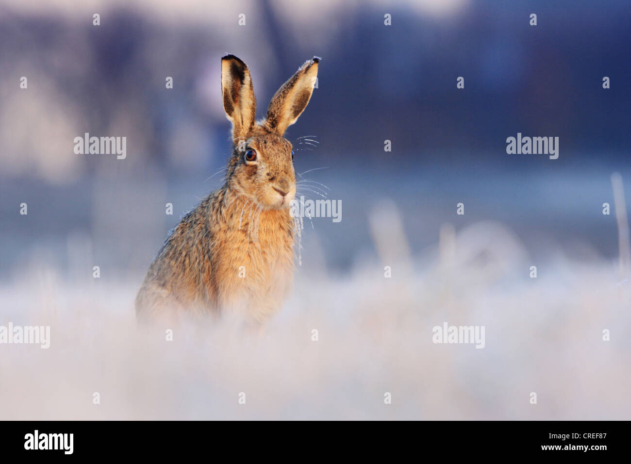 European hare (Lepus europaeus), sitting on a meadow with hoar frost; hoar frost on its'ears and whiskers, Germany, Bavaria Stock Photo