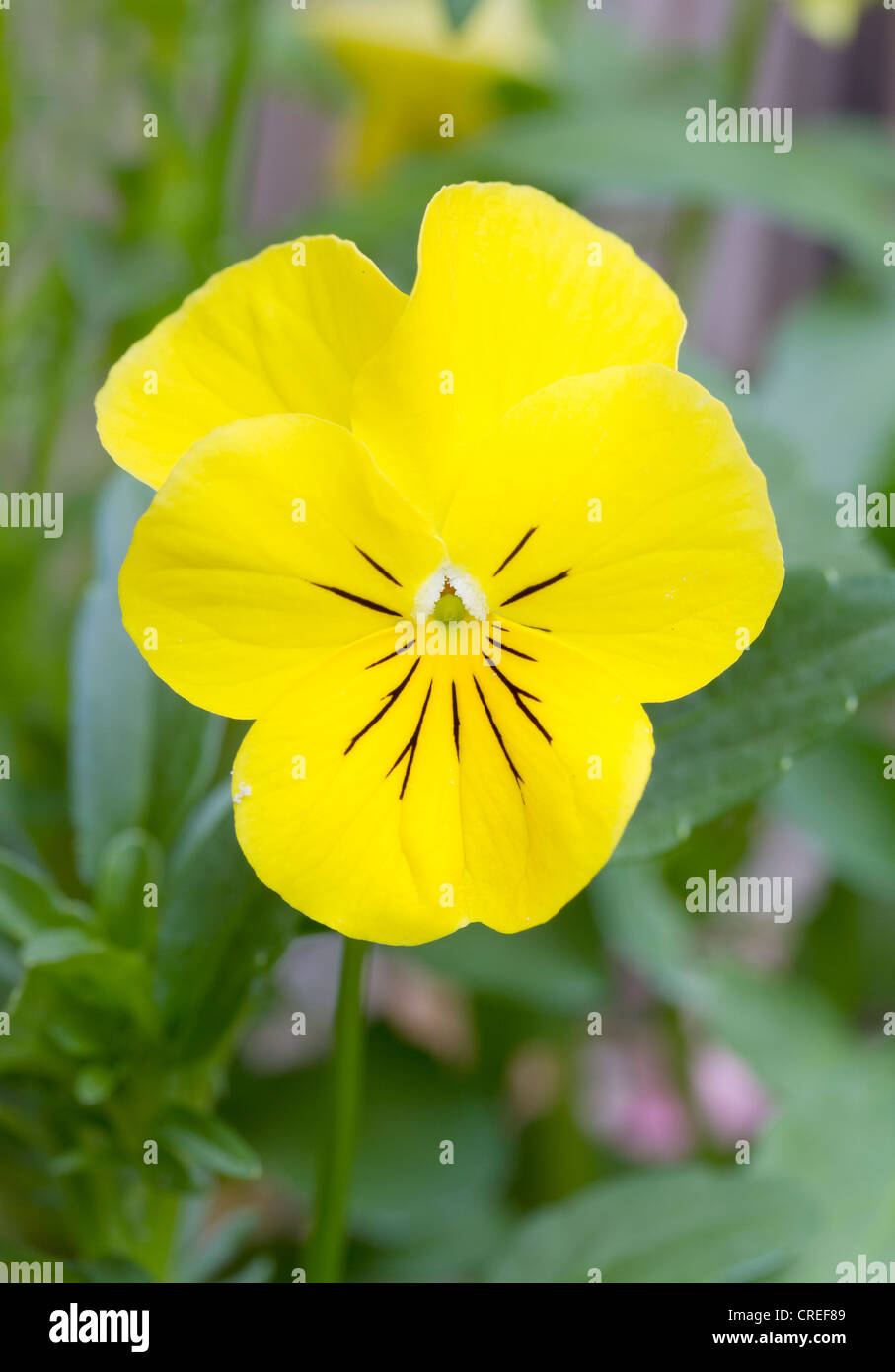 Close up image of yellow pansy Stock Photo Alamy