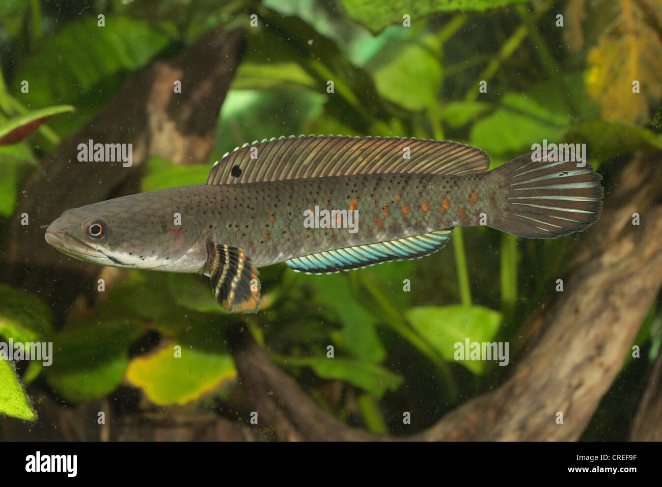 snakehead (Channa pulchra), lateral Stock Photo