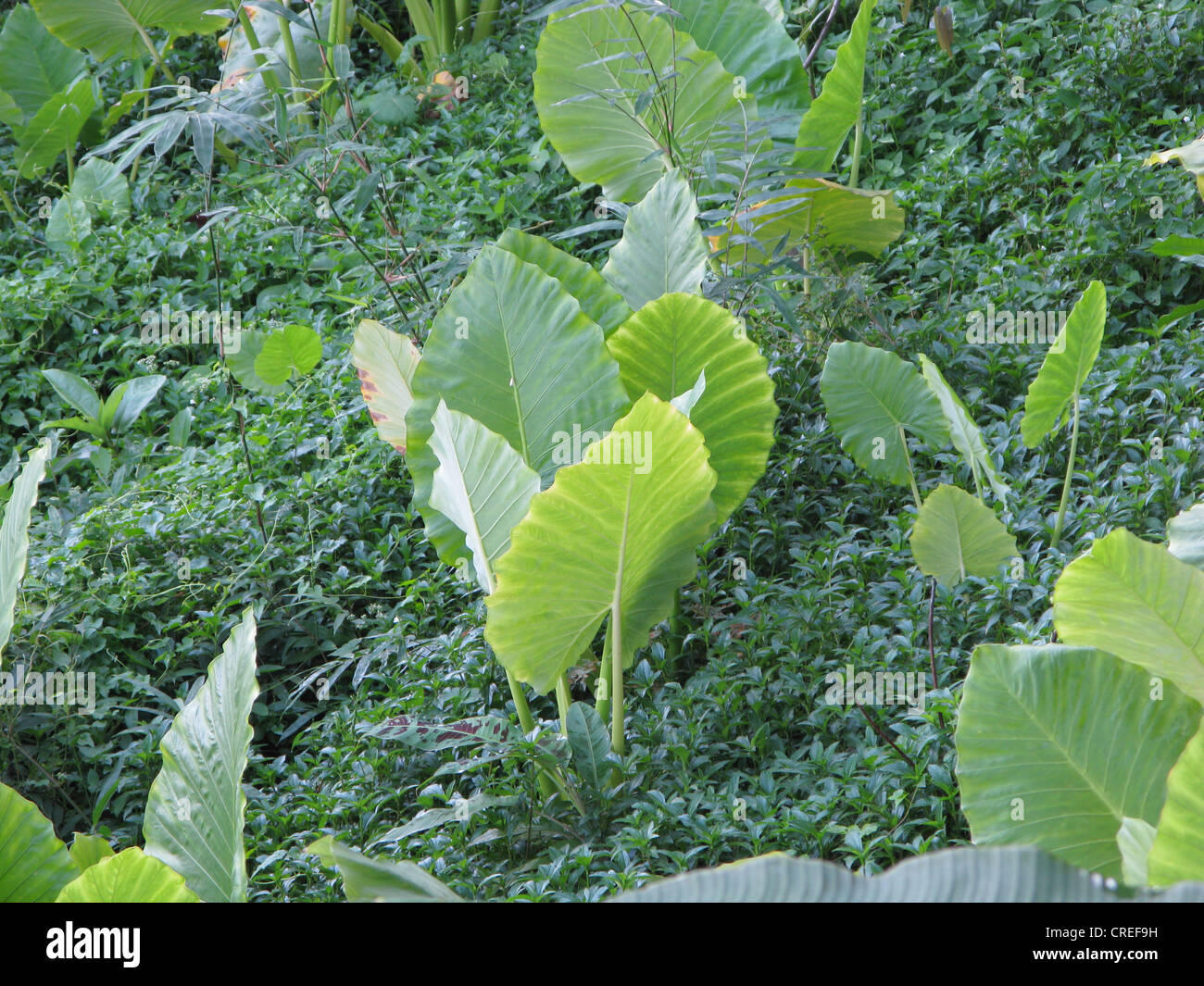 Night-scented Lily, Giant upright elephant ear, elephants ear (Alocasia odora), few plants on a slope , Thailand, Phuket, Khao Sok NP Stock Photo
