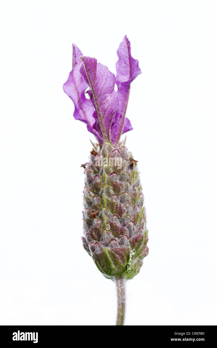 Close up image of lavender flower Stock Photo
