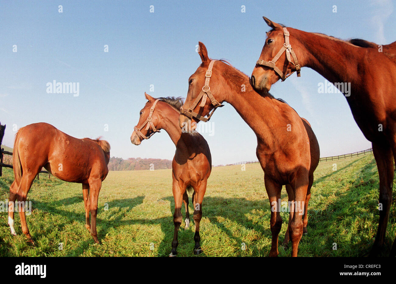 Horses in the paddock, Görlsdorf, Germany Stock Photo