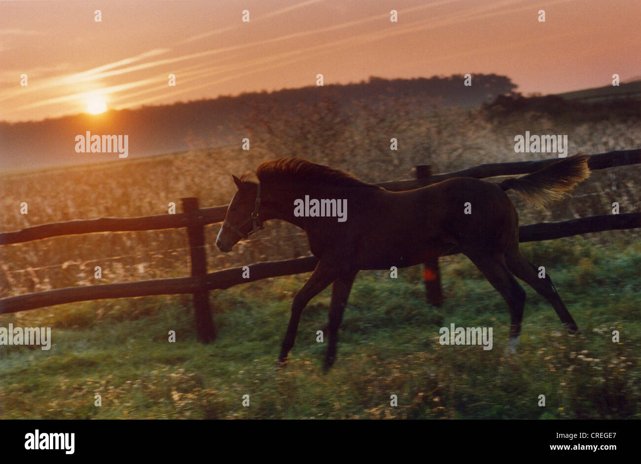 Horse on the pasture at sunrise, Görlsdorf, Germany Stock Photo