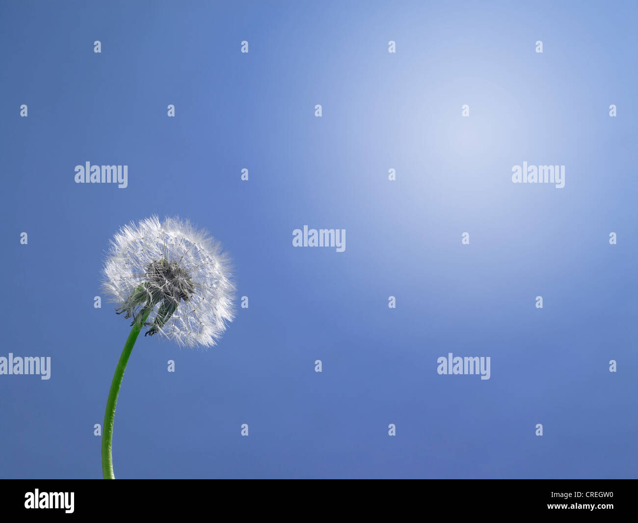 Dandelion Blue Sky & Sun Stock Photo