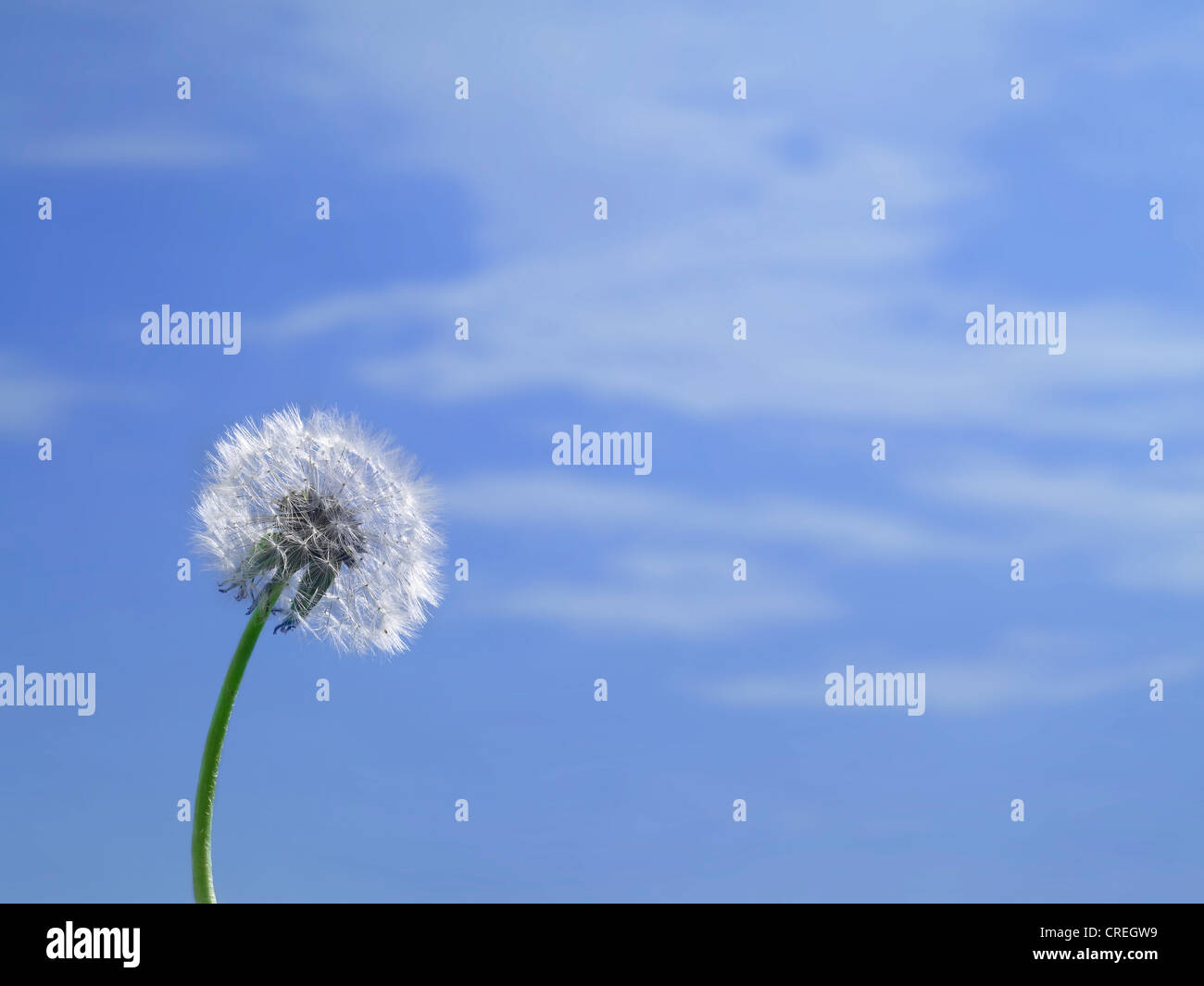 Dandelion & Blue Sky Stock Photo