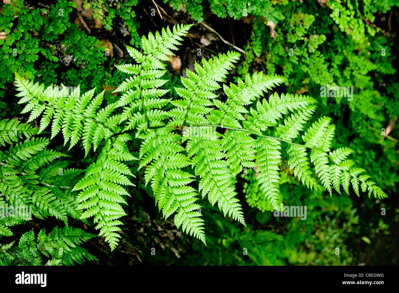 Fern in the Laurisilva laurel forest, UNESCO World Heritage site near Rabacal, Madeira, Portugal, Europe Stock Photo