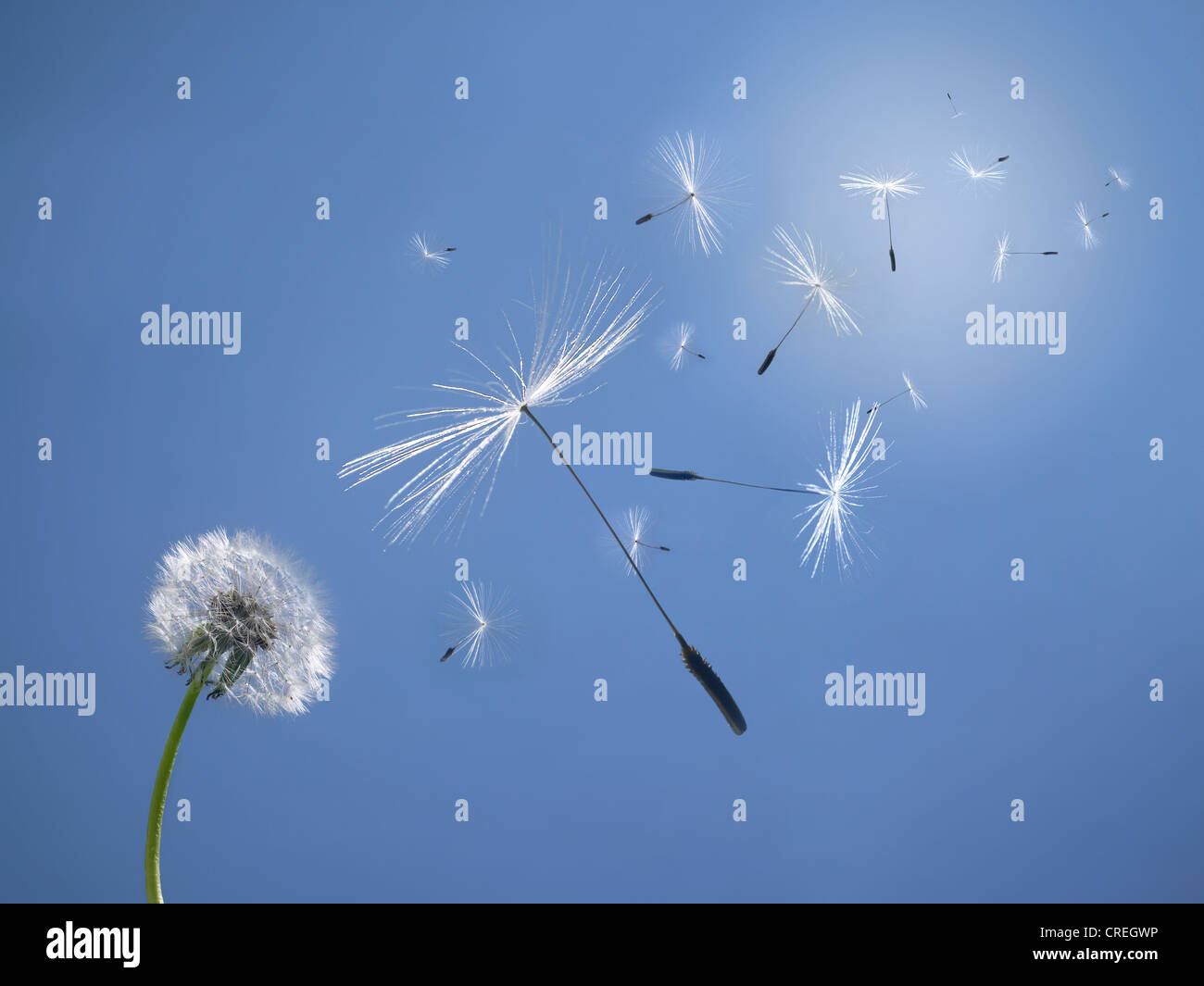 Dandelion Seeds Blowing In The Wind Stock Photo