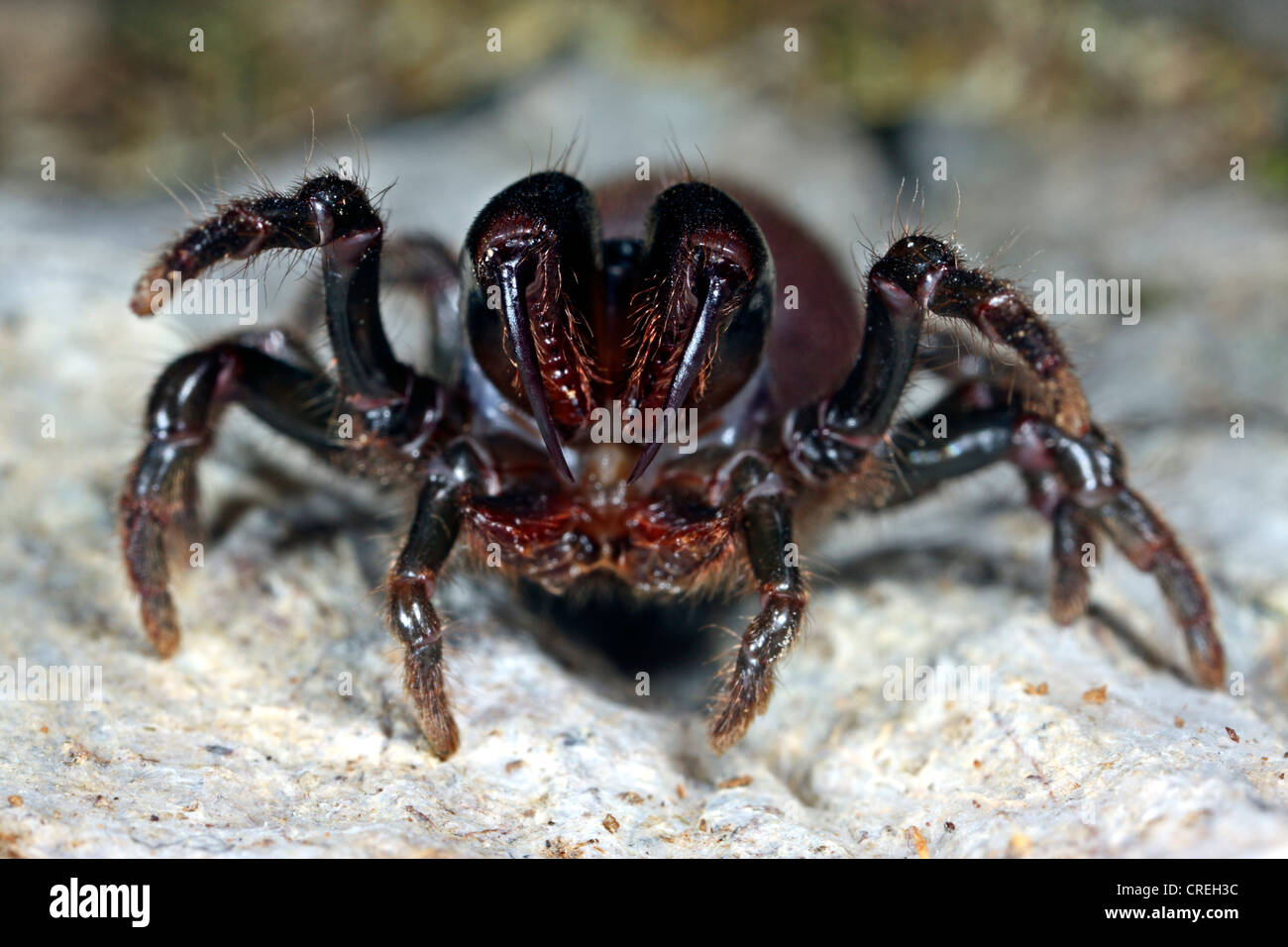 purse-web spider (Atypus affinis), female threatening Stock Photo