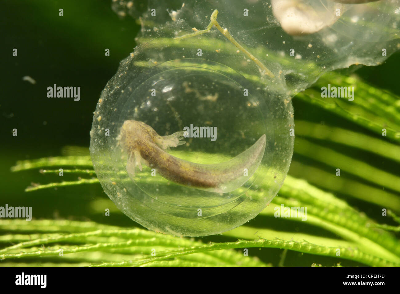 Axolotl Eggs