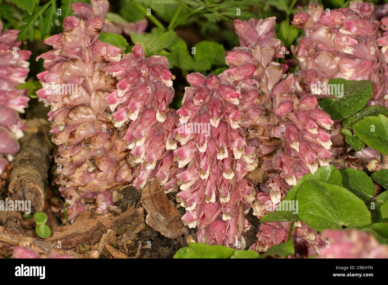 toothwort (Lathraea squamaria), inflorescences, Germany, Bavaria Stock Photo